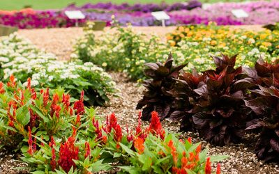 Horticulture – Minor