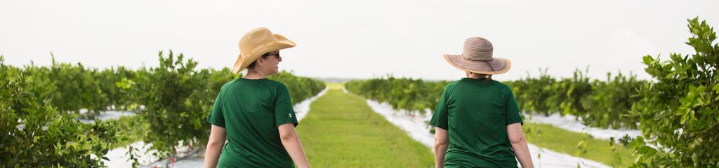 Two women walking in an orange grove.