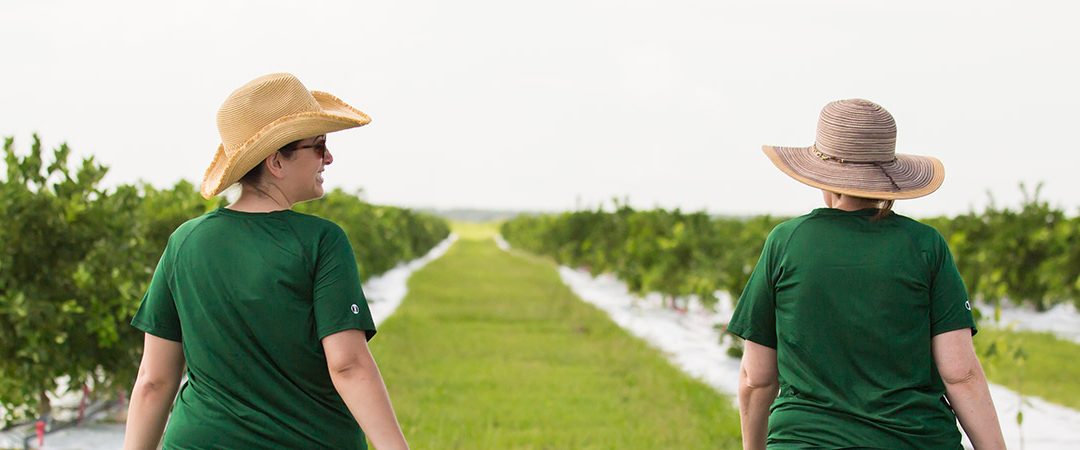 Two women walking in an orange grove.