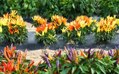 Horticultural Food Crops – Concentration