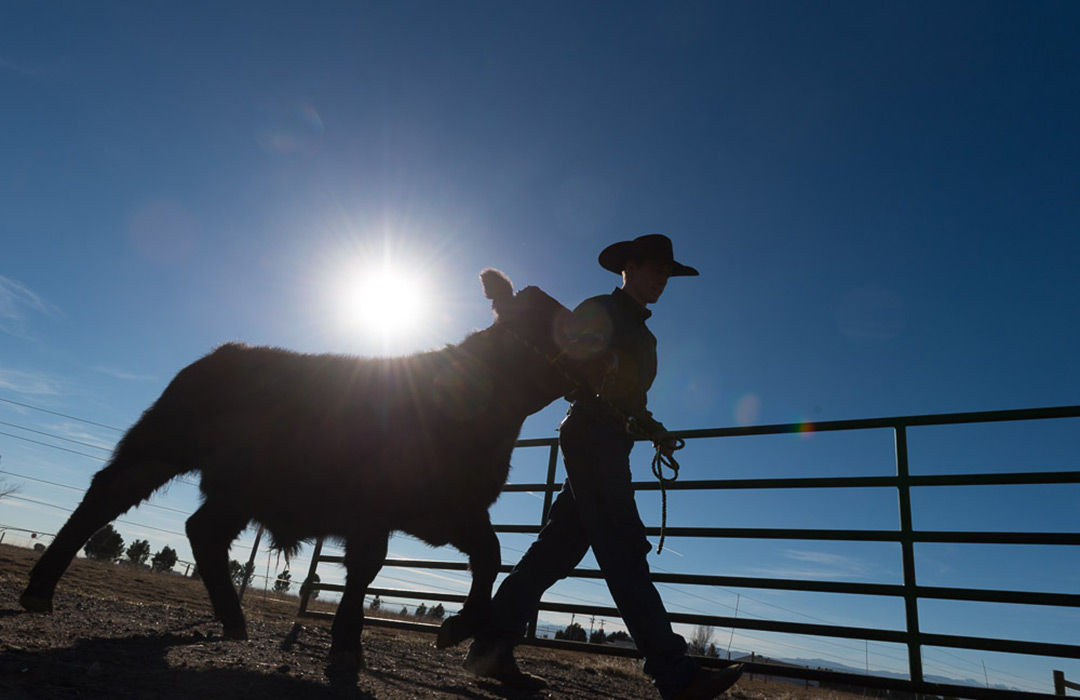 Man walking cattle.