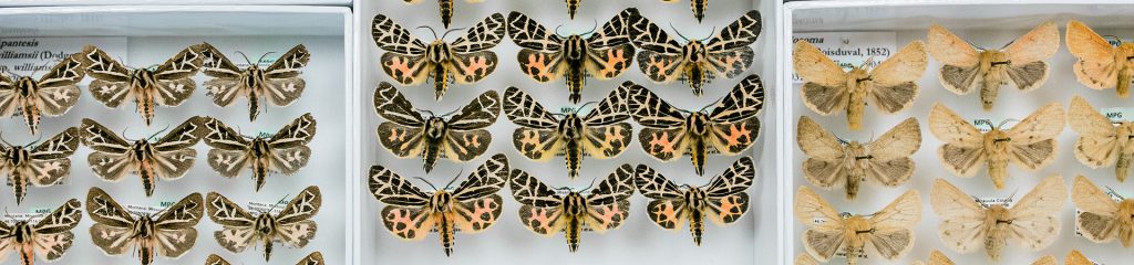 Orange, yellow and black butterfly species in display cases
