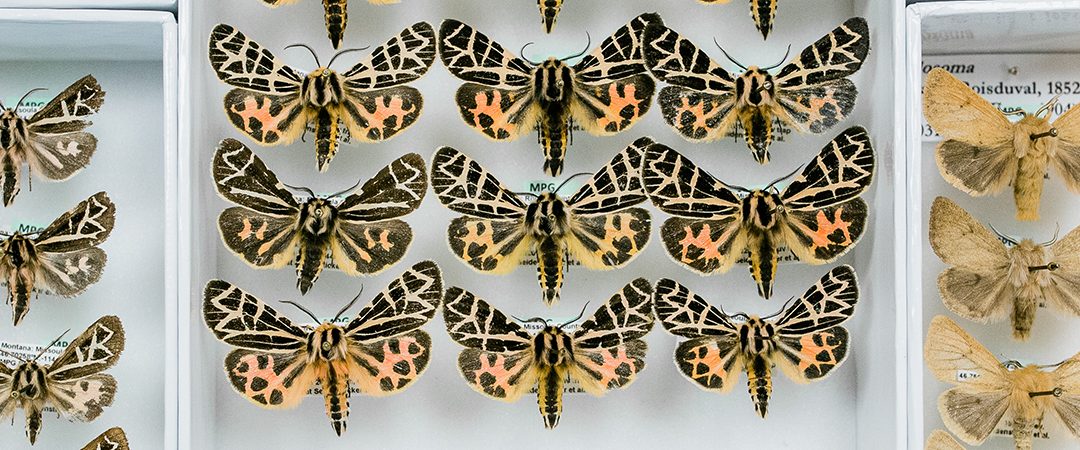 Orange, yellow and black butterfly species in display cases