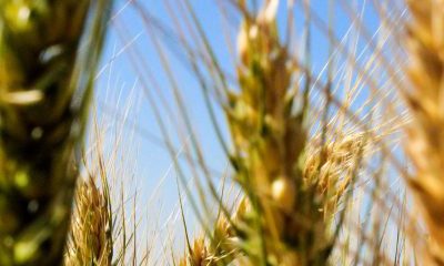 Plant Health – Minor