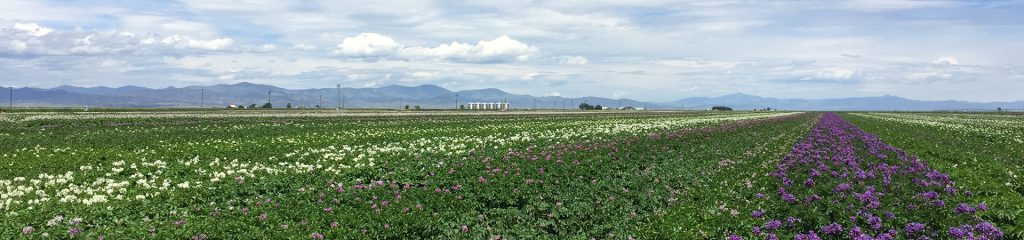 Field at San Luis Valley Research Center.