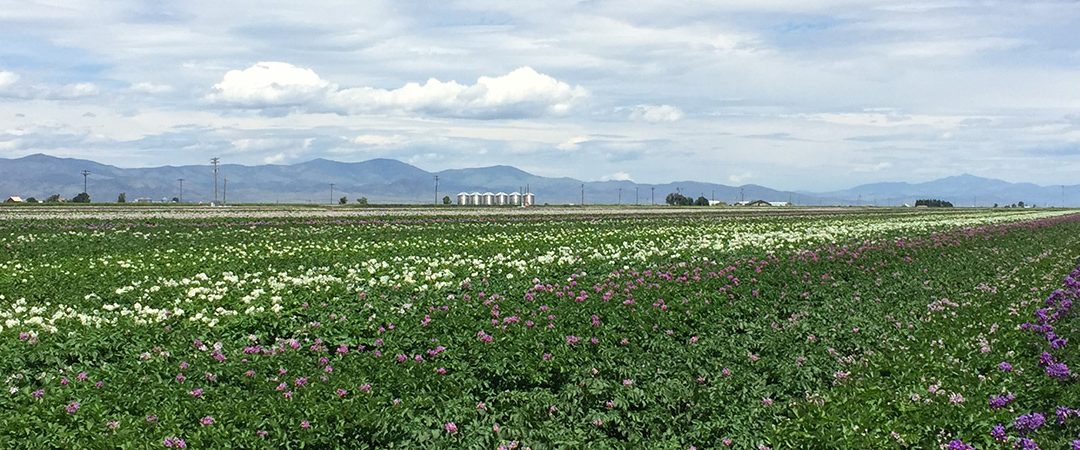 Field at San Luis Valley Research Center.