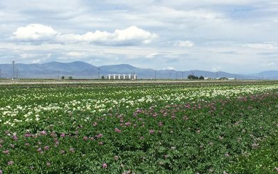 Ph.D. in Soil and Crop Science