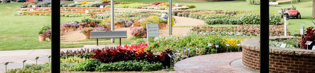 Rows of flowers and landscaping.