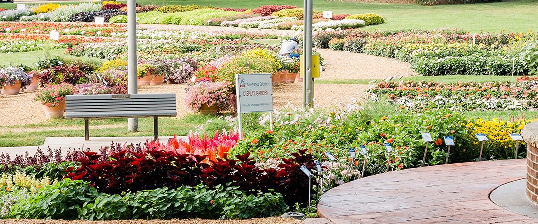 Rows of flowers and landscaping.