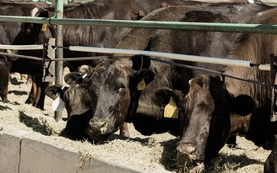 Animal Nutrition