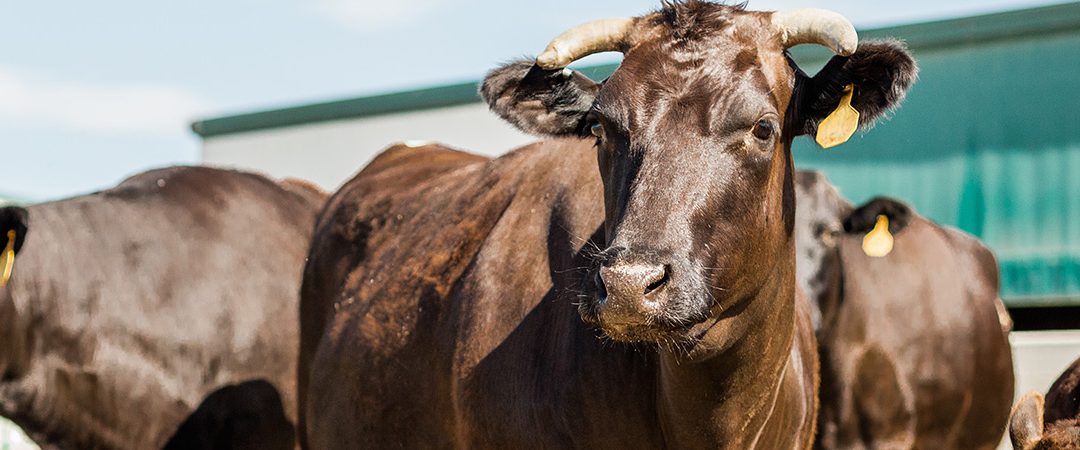 Two cows.