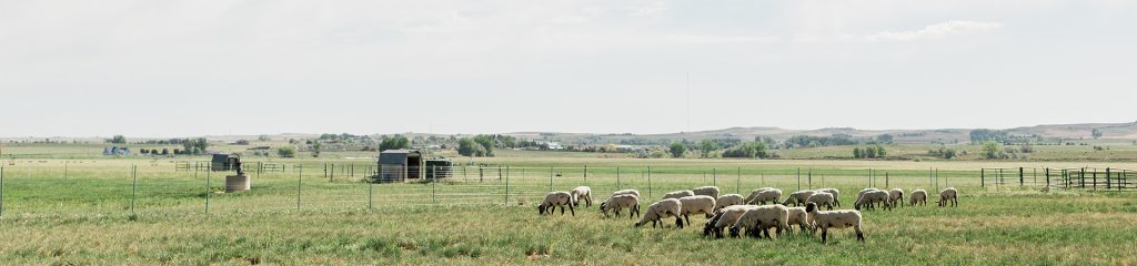 Herd of sheep in field.