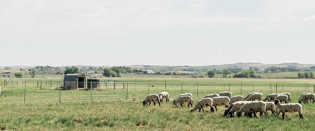 Herd of sheep in field.
