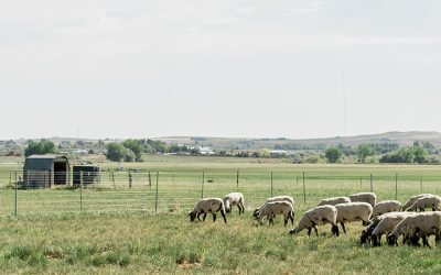 M.S. in Animal Science