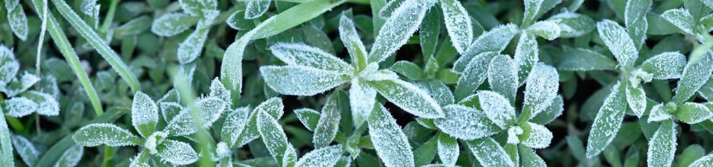 Frosted Kochia Weed.