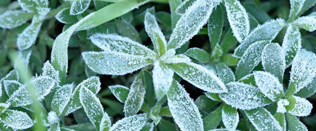 Frosted Kochia Weed.