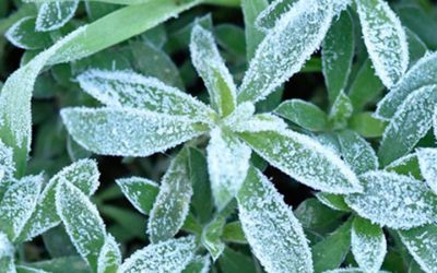 Agricultural Biology Major – Weed Science Concentration