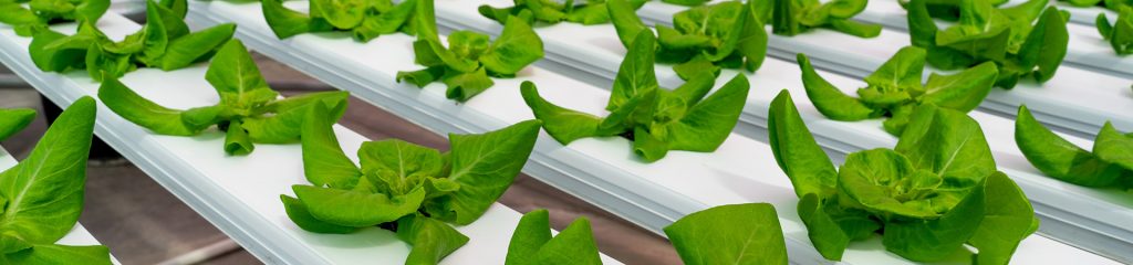 Plants in the horticulture building.