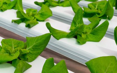 Horticulture and Human Health – Online