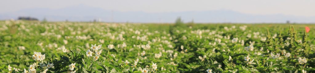 Rows of crops in field.