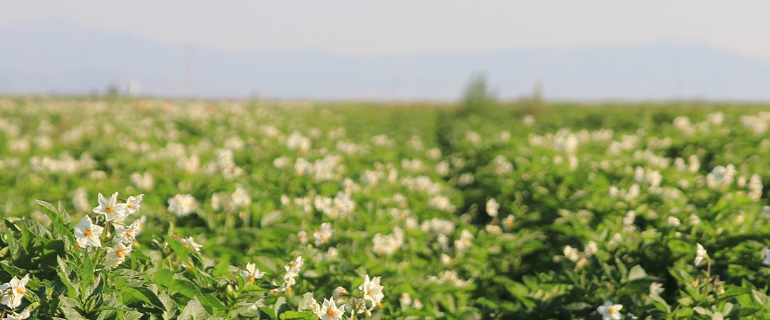Rows of crops in field.