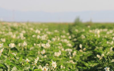 M.S. in Soil and Crop Science – Agroecosystems Management