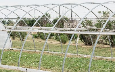 Organic Agriculture Interdisciplinary – Minor