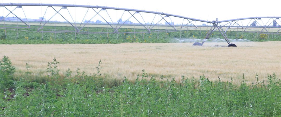 Field with pivot.