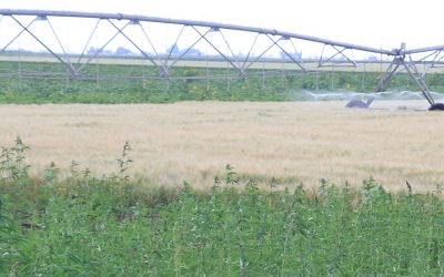 Seed Science and Technology