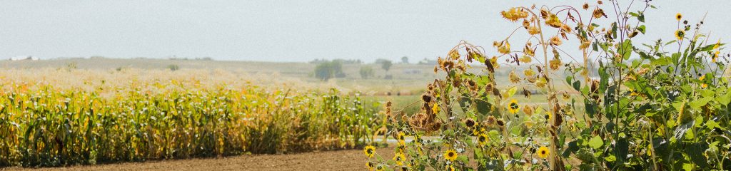 Sunflower field.