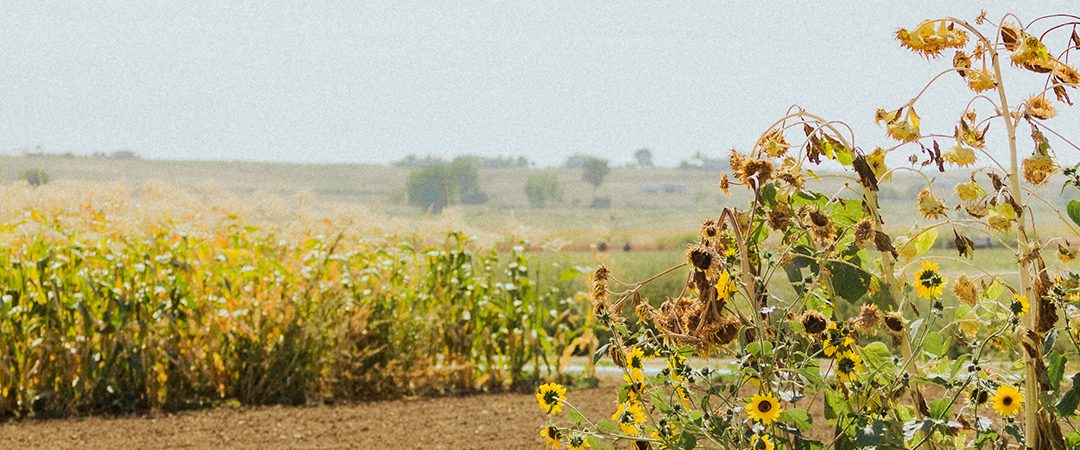 Sunflower field.