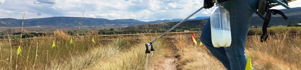 Person spraying weeds.
