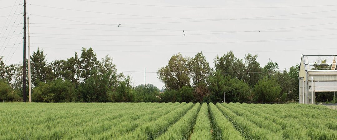 Wheat field.