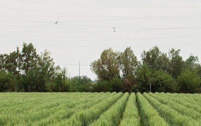 M.S. in Soil and Crop Science, Plant Breeding and Genetics