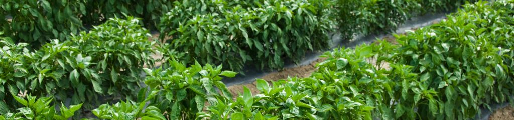 chile peppers