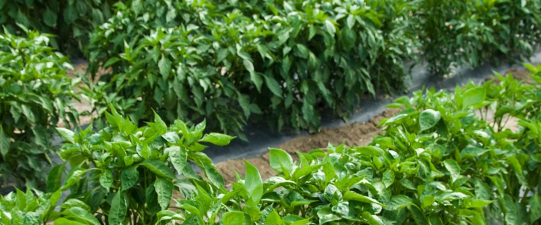 chile peppers