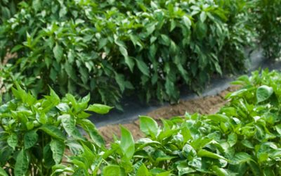 M.S. in Horticulture and Human Health