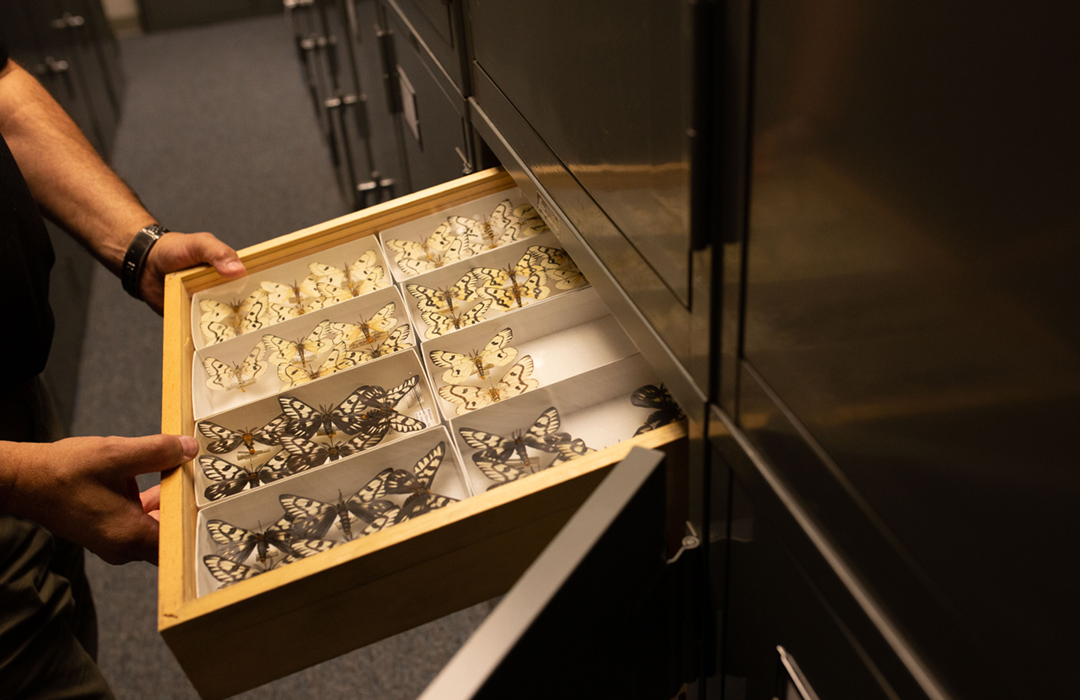 Drawer in lab