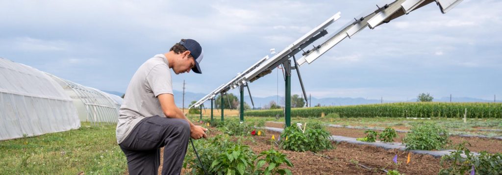Man kneeling on the ground working with crops under solar panels