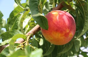 A peach grows on a tree branch