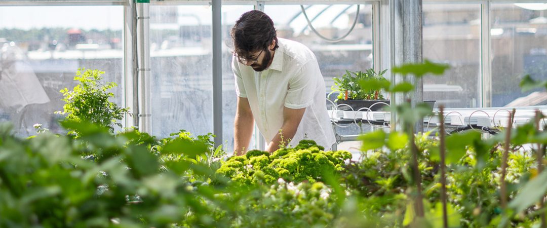 Person in Greenhouse