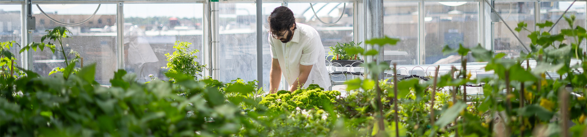 Person in Greenhouse