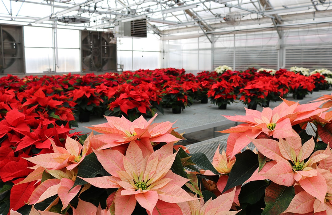 Poinsettias growing in a green house