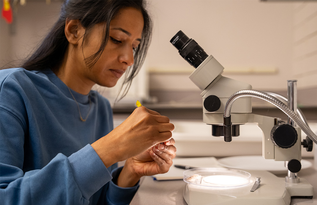 A student works at a microscope