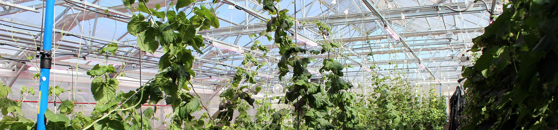 Vines growing in a green house