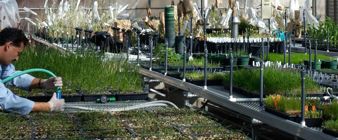 A researcher works in a greenhouse