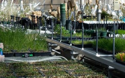Agricultural Biology Major – Plant Pathology Concentration