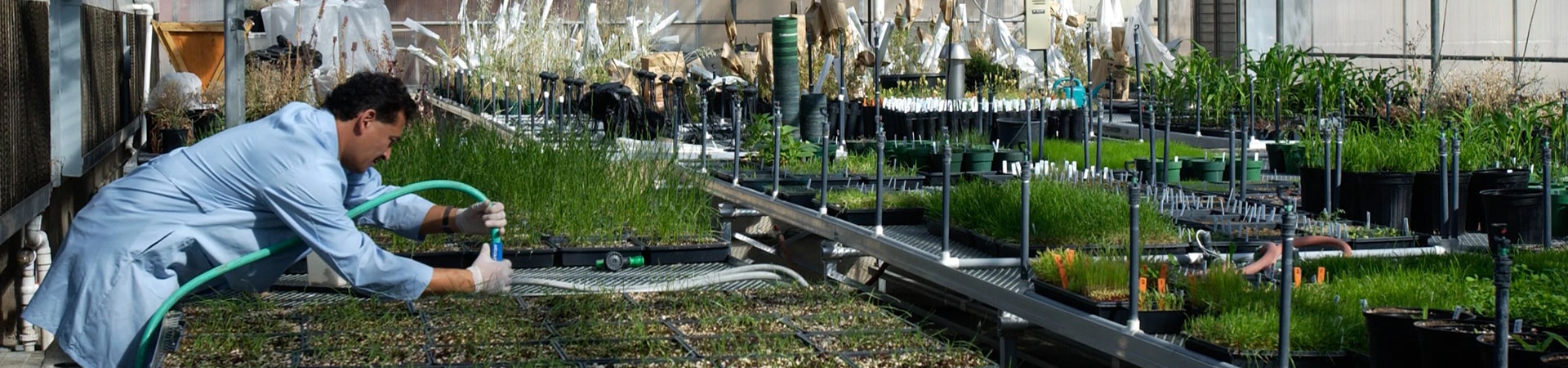 A researcher works in a greenhouse