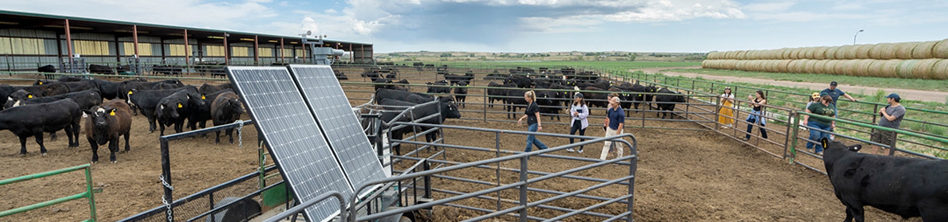 Cattle in a pens with nearby solar panels