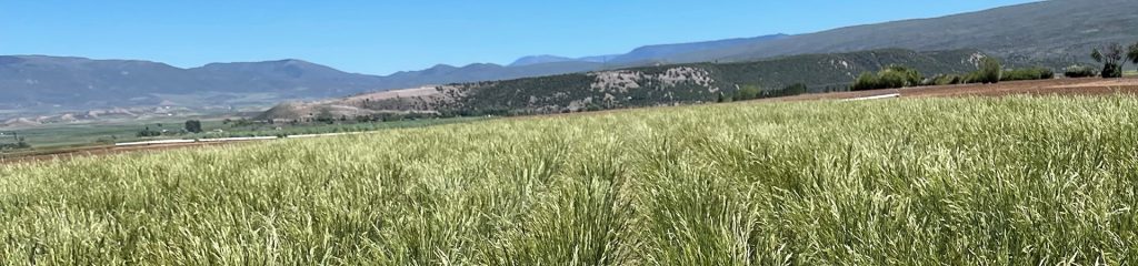 A field of grass growing in the mountain foothills